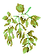 [Mistletoe]